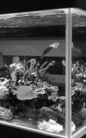 sustratos para acuario