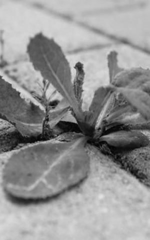mala hierba en jardín